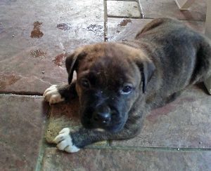 Fabrica di Roma - Cuccioli cercano casa