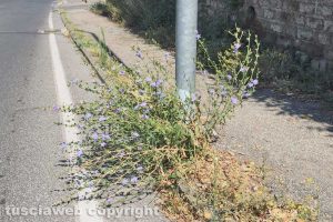 Viterbo - Erbacce e incuria in via della Pila