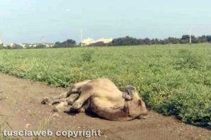 Tarquinia - Il dromedario scappato dal circo
