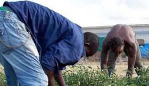 Braccianti agricoli - Foto di repertorio