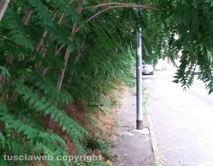 Viterbo - Erbacce in via Belluno