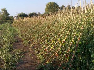Bolsena - Gli effetti della tromba d'aria