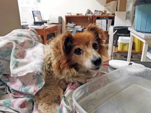 La cagnolinia ritrovata a Montalto di Castro
