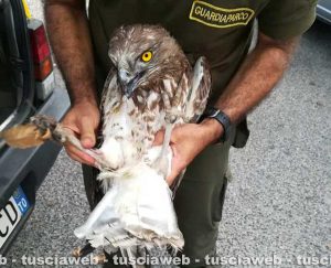 Marta - Il salvataggio del falco biancone