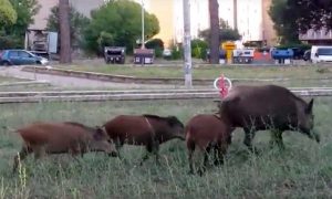 Cinghiali a Spinaceto