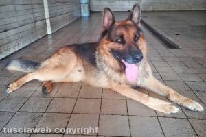 Viterbo - Il cane trovato in via Belluno