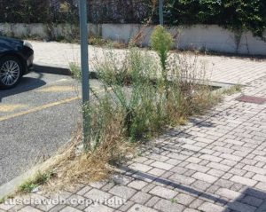 Viterbo - Santa Barbara - Erbacce in via Raffaello