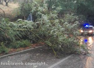 Albero abbattuto dal maltempo (foto di repertorio)