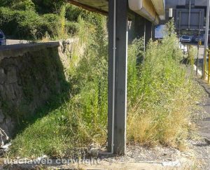 Viterbo - Erbacce a piazzale Gramsci