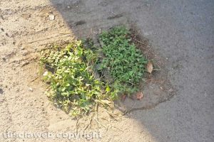 Viterbo - Erbacce in un tombino di via Tagete