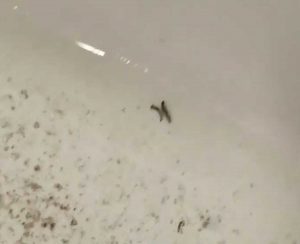 Caserta - Larve nel lavandino del pronto soccorso
