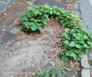 Viterbo - Erbacce sui marciapiedi di Santa Maria in Gradi
