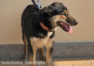 Viterbo - Ritrovato cane smarrito in strada Paliano
