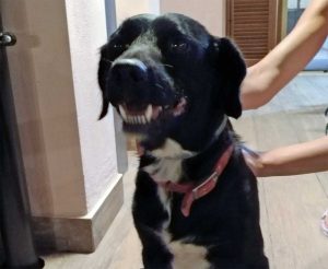 Il cane smarrito sulla Sammartinese