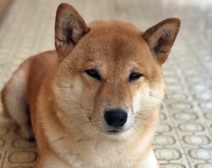 Un cane