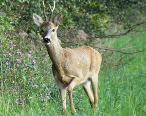 Capriolo