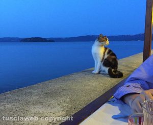Marta - Un gatto sul lungolago Marconi