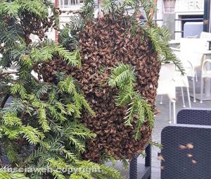 Montefiascone - Il nido di api