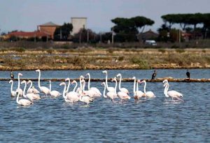 Tarquinia Lido