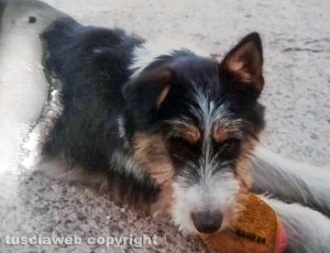 Viterbo - Il meticcio smarrito nei pressi di porta Romana