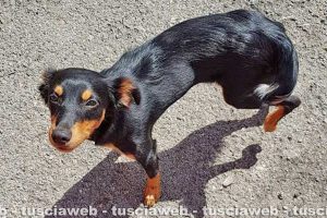 Animali - La piccola Lisa