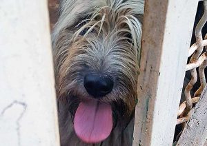 Fred, il cane abbandonato a Velletri