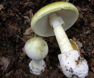 Amanita Falloide