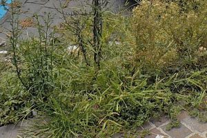 Viterbo - Erbacce davanti al liceo Buratti