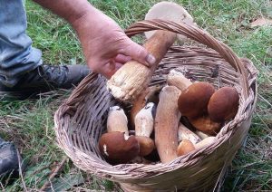 Funghi