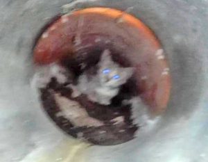 Marta - Gattino cade in un tombino