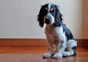 La cocker spaniel Trilli