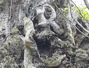 Fusione tra castagni e rocce vulcaniche