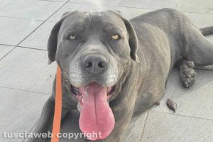 Viterbo - Il cane corso trovato al quartiere Carmine