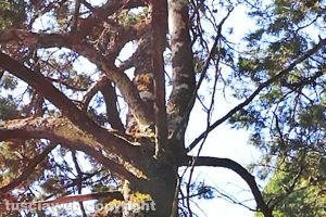 Viterbo - Il cipresso secco al cimitero di San Lazzaro