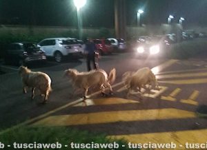 Viterbo - Le tre pecore