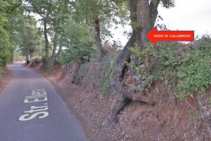 Viterbo - Il nido di calabroni su strada Ellera