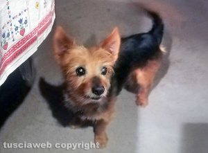 Peppe, il cane che si è smarrito a Ronciglione