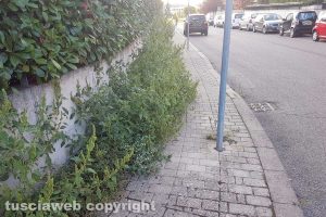 Viterbo - Erbacce in via Botticelli