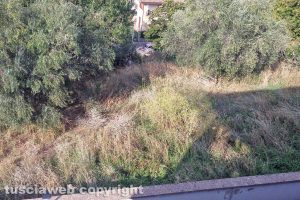 Viterbo - La vegetazione tra via Cima e via Soriano