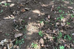 I noccioleti devastati dai cinghiali