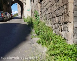 Viterbo - Erbacce in via S.Antonio
