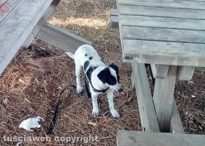 Il cucciolo smarrito a Civita Castellana