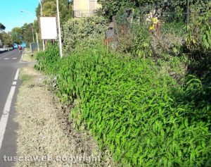 Capodimonte - Strada Piansano - La cunetta ripulita a metà