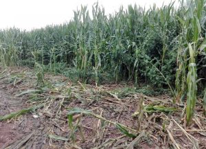 Un campo di mais rovinato dai cinghiali