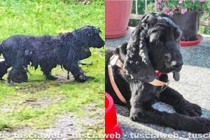 Animali - Giotto prima e dopo l'adozione