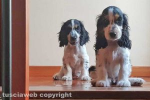 Viterbo - Dolci cocker spaniel cercano casa