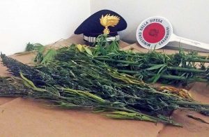 Montefiascone - Carabinieri - Le piante di marijuana sequestate