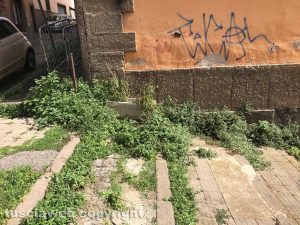 Viterbo - Erbacce in via Maria SS Liberatrice