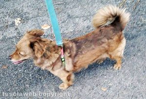 Viterbo - Il cane trovato in zona Ipercoop