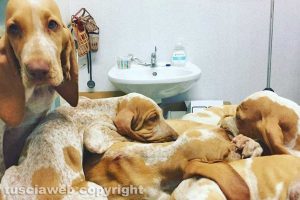 I cuccioli di bracco italiano